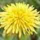 best pre-emergent weed control