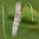 Effective Ways to Get Rid of Grubs in Your Lawn and Prevent Future Damage