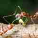 What to Do If You Need Fire Ant Control