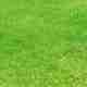 Benefits of Lime Application to Soil for Lawn Health