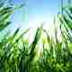 Best Time for Lime and Fertilizer Application