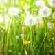 Best Weed Control for Lawn in Spring