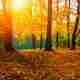 Best Lawn Fertilizer for Fall applied to a sunlit lawn covered with autumn leaves under colorful fall trees.