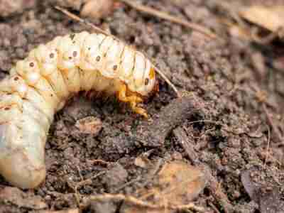 When to Use Grub Control