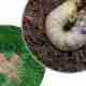 What Is Spring Grub Treatment