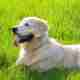 Pesticide for Your Lawn Should Include Flea and Tick Control