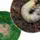 Treatment for Grubs