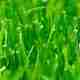 Fescue Fall Seeding Plan