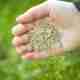 Can You Plant Grass Seed in the Fall