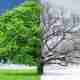 Winter Tree And Shrub Care