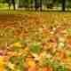 Fall Lawn Care Tips for Bermuda Grass