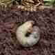 Grub Problem in Your Lawn