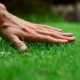 How Does Lawn Fungus Treatment Work in Hot Weather