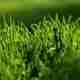 Is April Too Late for Preemergence Weed Control