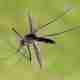 How Can I Get Rid of Mosquitoes in My Yard This Summer