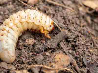 When to Apply Grub Control